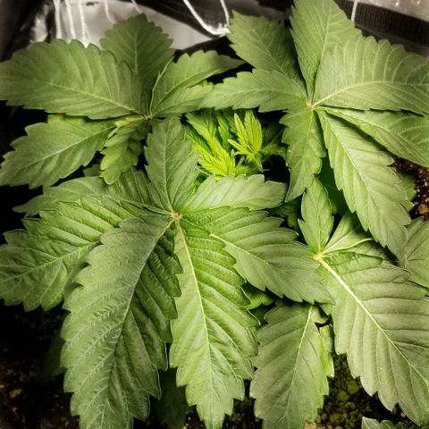 Quebec Blue (blue fire x grand daddy purple) growlog photo: The twins are now topped.