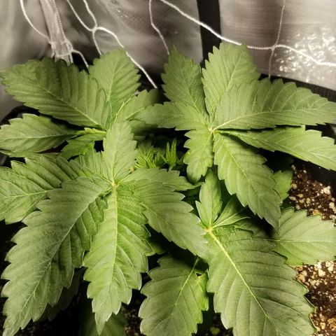 Quebec Blue (blue fire x grand daddy purple) growlog photo: May top the twins tomorrow or monday.