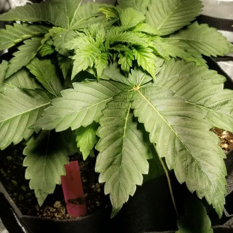 Quebec Blue (blue fire x grand daddy purple) growlog timeline photo