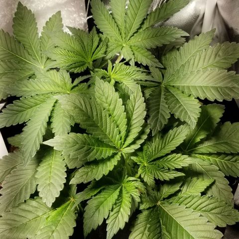 Quebec Blue (blue fire x grand daddy purple) growlog timeline photo
