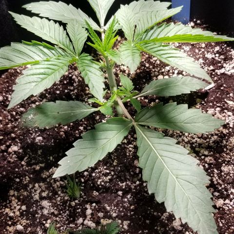 Quebec Blue (blue fire x grand daddy purple) growlog timeline photo