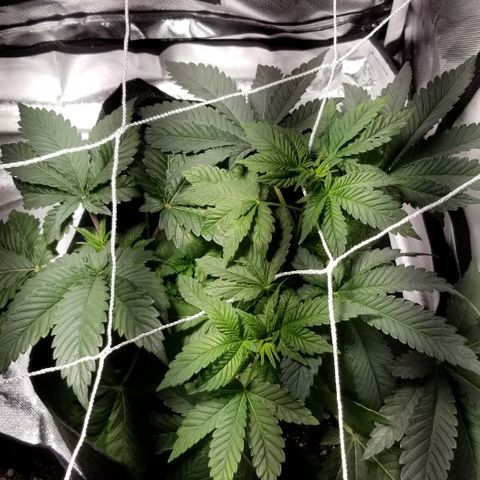 Quebec Blue (blue fire x grand daddy purple) growlog timeline photo