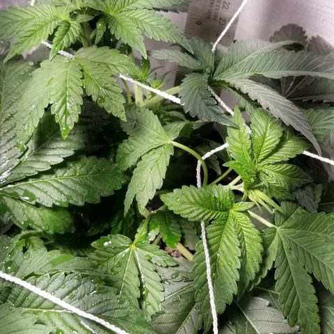 Quebec Blue (blue fire x grand daddy purple) growlog timeline photo