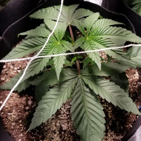 Quebec Blue (blue fire x grand daddy purple) growlog timeline photo