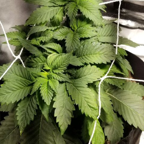Quebec Blue (blue fire x grand daddy purple) growlog timeline photo