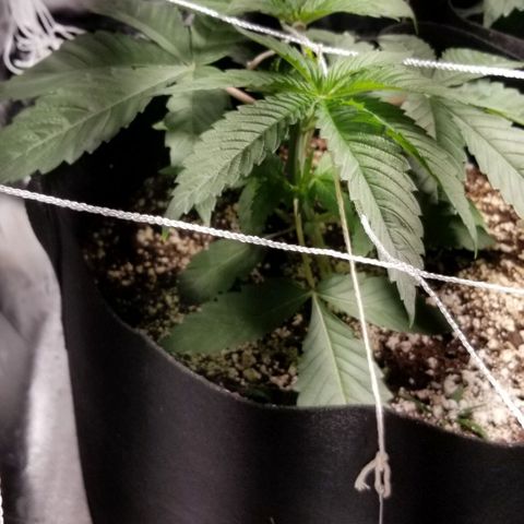 Quebec Blue (blue fire x grand daddy purple) growlog photo: Heater on pushing warm air into tent.