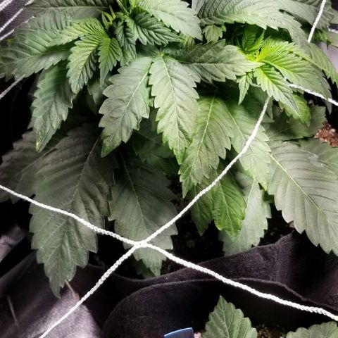 Quebec Blue (blue fire x grand daddy purple) growlog photo: Heater on pushing warm air into tent.