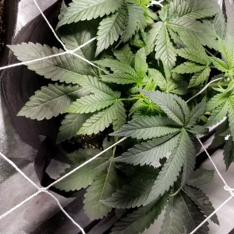 Quebec Blue (blue fire x grand daddy purple) growlog photo: Heater on pushing warm air into tent.