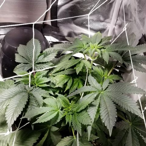 Quebec Blue (blue fire x grand daddy purple) growlog photo: Added a small humidifier and a outside space heater
