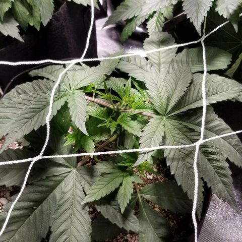 Quebec Blue (blue fire x grand daddy purple) growlog photo: Added a small humidifier and a outside space heater
