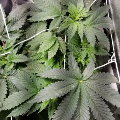 Quebec Blue (blue fire x grand daddy purple) growlog photo: Added b52 and started to get nute burn... advanced nutrients has tWo charts one shows Used b52 and got nute burn. Advanced nutrients has two charts. One shows b52 from start the other waits until flowering. Not good.
