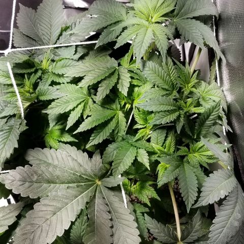 Quebec Blue (blue fire x grand daddy purple) growlog photo: Added more LST. 