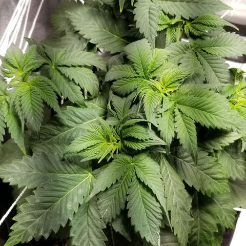 Quebec Blue (blue fire x grand daddy purple) growlog photo: Added b52 and started to get nute burn... advanced nutrients has tWo charts one shows Used b52 and got nute burn. Advanced nutrients has two charts. One shows b52 from start the other waits until flowering. Not good.