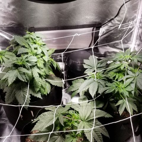 Quebec Blue (blue fire x grand daddy purple) growlog photo: Added a small humidifier and a outside space heater

