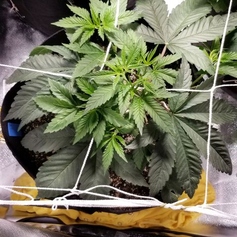 Quebec Blue (blue fire x grand daddy purple) growlog photo: Added more LST. 