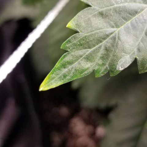 Quebec Blue (blue fire x grand daddy purple) growlog photo: Added b52 and started to get nute burn... advanced nutrients has tWo charts one shows Used b52 and got nute burn. Advanced nutrients has two charts. One shows b52 from start the other waits until flowering. Not good.