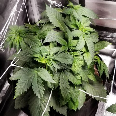 Quebec Blue (blue fire x grand daddy purple) growlog photo: Added a small humidifier and a outside space heater
