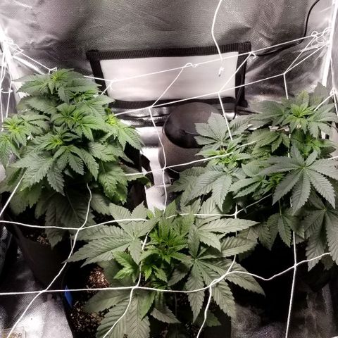 Quebec Blue (blue fire x grand daddy purple) growlog photo: Added b52 and started to get nute burn... advanced nutrients has tWo charts one shows Used b52 and got nute burn. Advanced nutrients has two charts. One shows b52 from start the other waits until flowering. Not good.