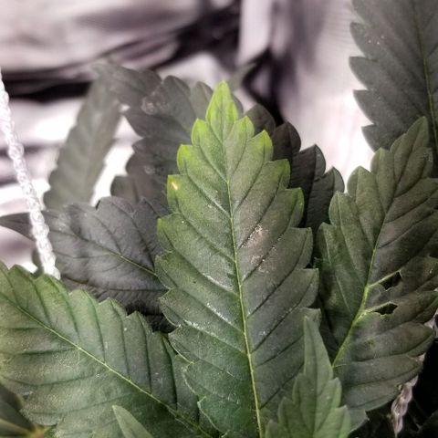 Quebec Blue (blue fire x grand daddy purple) growlog photo: Added b52 and started to get nute burn... advanced nutrients has tWo charts one shows Used b52 and got nute burn. Advanced nutrients has two charts. One shows b52 from start the other waits until flowering. Not good.