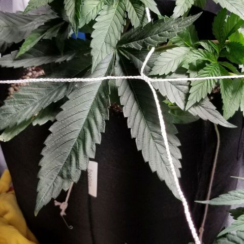 Quebec Blue (blue fire x grand daddy purple) growlog timeline photo