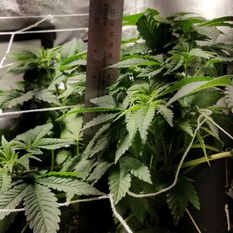 Quebec Blue (blue fire x grand daddy purple) growlog photo: Wishboned the top of the strawberry! Wired it together and seems fine so far...
