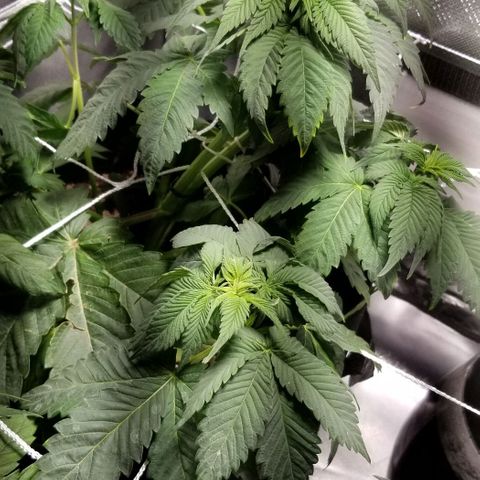 Quebec Blue (blue fire x grand daddy purple) growlog photo: Wishboned the top of the strawberry! Wired it together and seems fine so far...