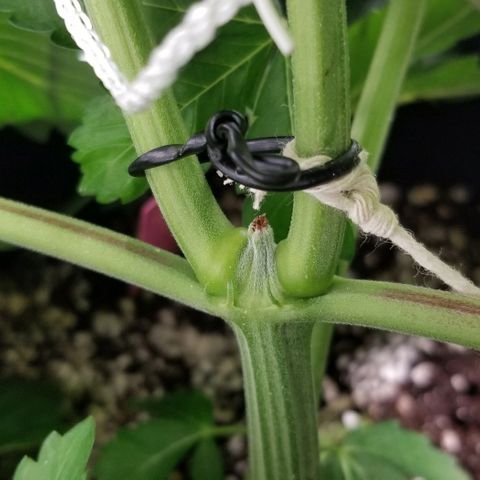 Quebec Blue (blue fire x grand daddy purple) growlog photo: Wishboned the top of the strawberry! Wired it together and seems fine so far...