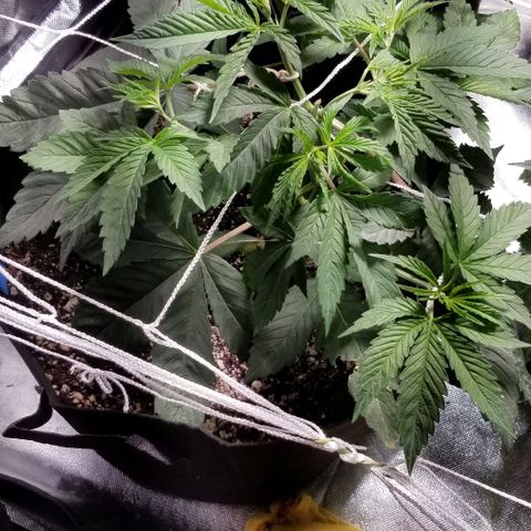 Quebec Blue (blue fire x grand daddy purple) growlog photo: Wishboned the top of the strawberry! Wired it together and seems fine so far...
