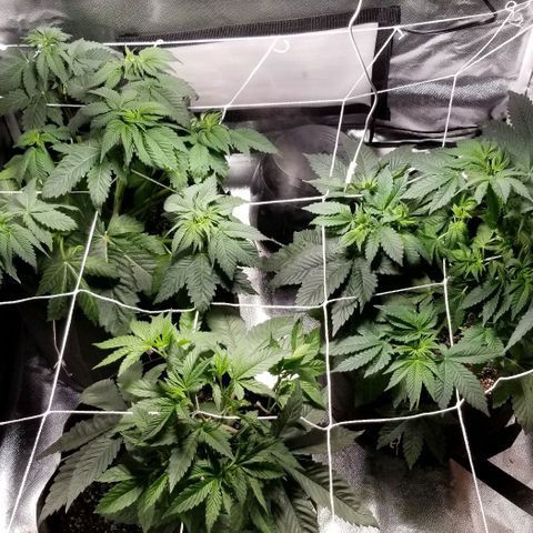 Quebec Blue (blue fire x grand daddy purple) growlog timeline photo