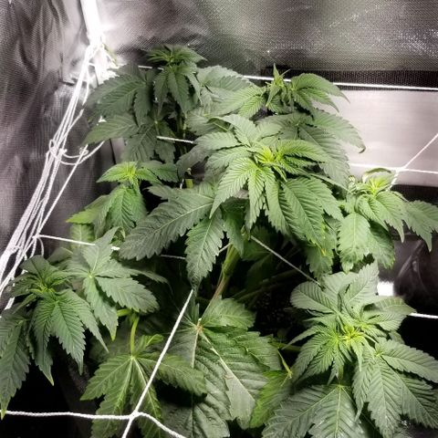 Quebec Blue (blue fire x grand daddy purple) growlog timeline photo