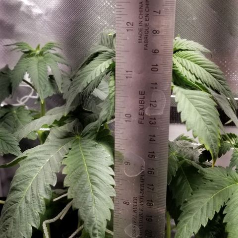 Quebec Blue (blue fire x grand daddy purple) growlog photo: Wishboned the top of the strawberry! Wired it together and seems fine so far...
