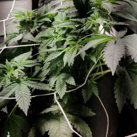 Quebec Blue (blue fire x grand daddy purple) growlog photo: Wishboned the top of the strawberry! Wired it together and seems fine so far...