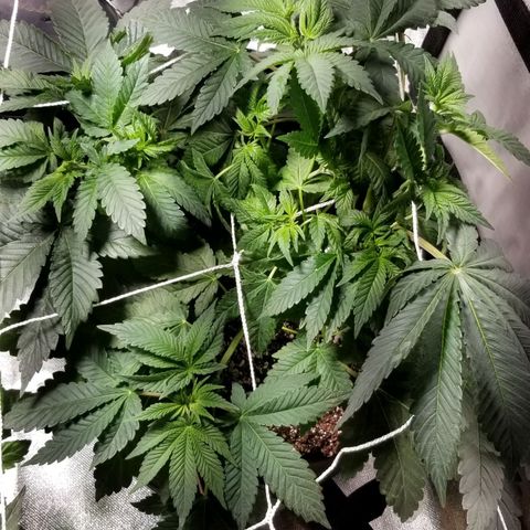Quebec Blue (blue fire x grand daddy purple) growlog photo: Wishboned the top of the strawberry! Wired it together and seems fine so far...