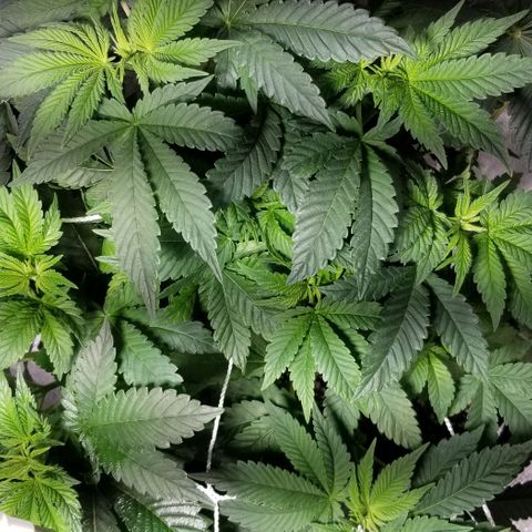 Quebec Blue (blue fire x grand daddy purple) growlog photo: Humidifier working fine back up to 44% and temp at 24.