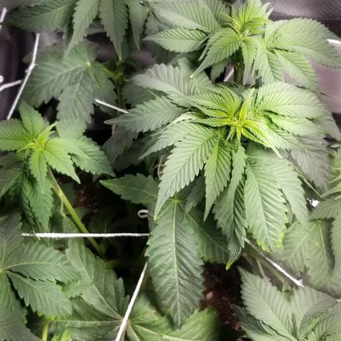 Quebec Blue (blue fire x grand daddy purple) growlog photo: Humidifier working fine back up to 44% and temp at 24.