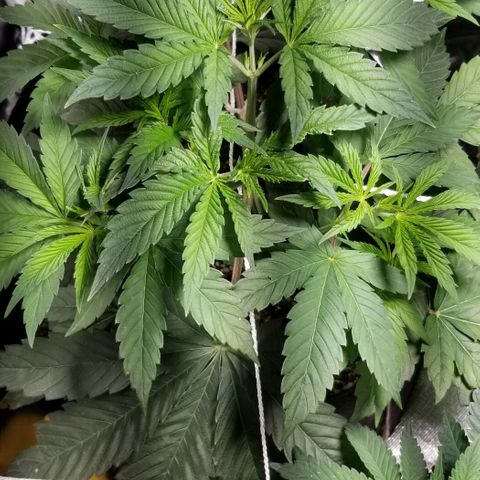 Quebec Blue (blue fire x grand daddy purple) growlog photo: Humidifier working fine back up to 44% and temp at 24.