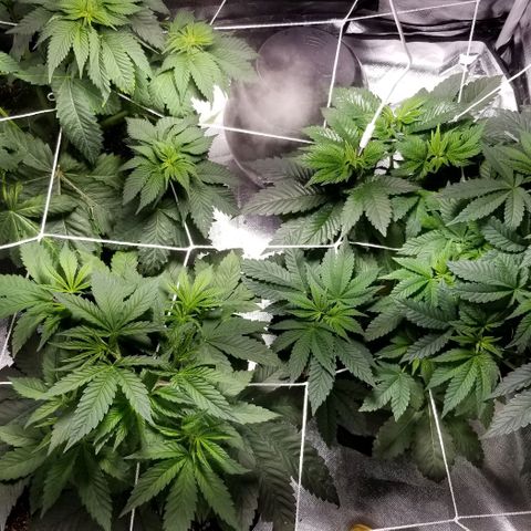 Quebec Blue (blue fire x grand daddy purple) growlog photo: Humidifier working fine back up to 44% and temp at 24.