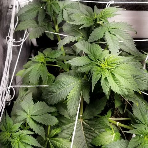 Quebec Blue (blue fire x grand daddy purple) growlog photo: Added more LST. 