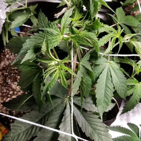 Quebec Blue (blue fire x grand daddy purple) growlog photo: Defoliation