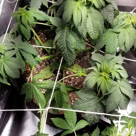 Quebec Blue (blue fire x grand daddy purple) growlog photo: Defoliation