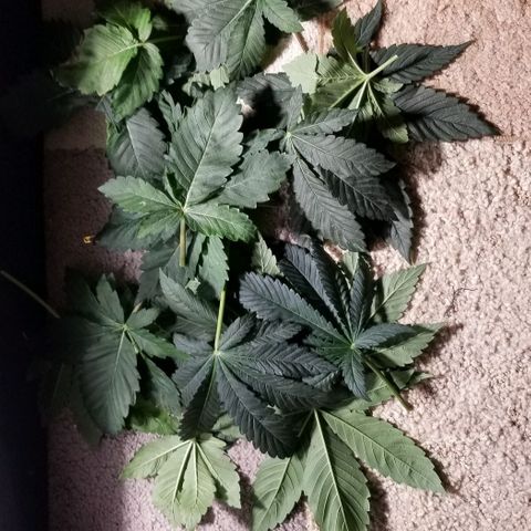Quebec Blue (blue fire x grand daddy purple) growlog photo: Defoliation