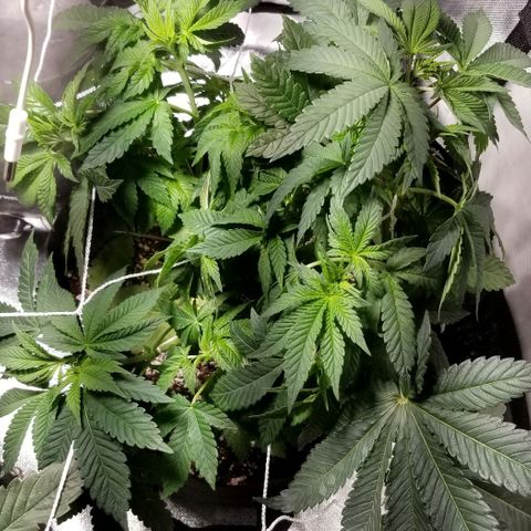 Quebec Blue (blue fire x grand daddy purple) growlog photo: Defoliation