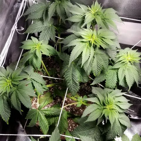 Quebec Blue (blue fire x grand daddy purple) growlog photo: 24 hrs after defoliation