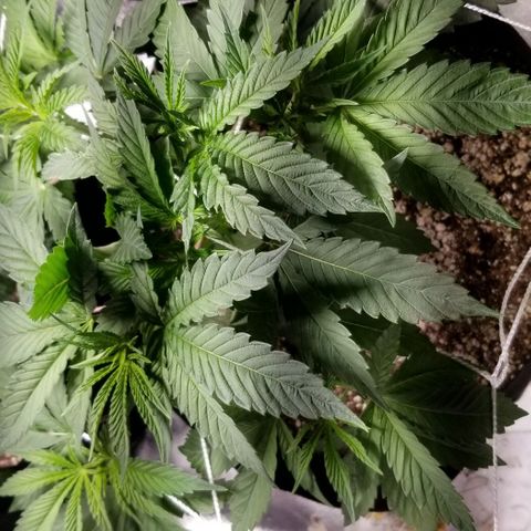 Quebec Blue (blue fire x grand daddy purple) growlog photo: 24 hrs after defoliation