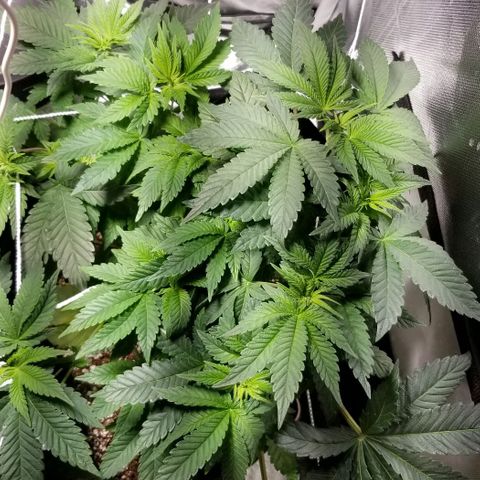 Quebec Blue (blue fire x grand daddy purple) growlog photo: 24 hrs after defoliation