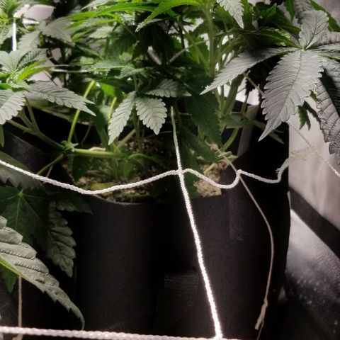 Quebec Blue (blue fire x grand daddy purple) growlog photo: 24 hrs after defoliation