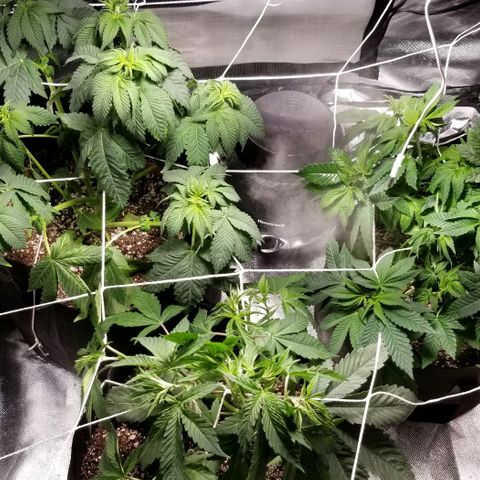 Quebec Blue (blue fire x grand daddy purple) growlog photo: Defoliation