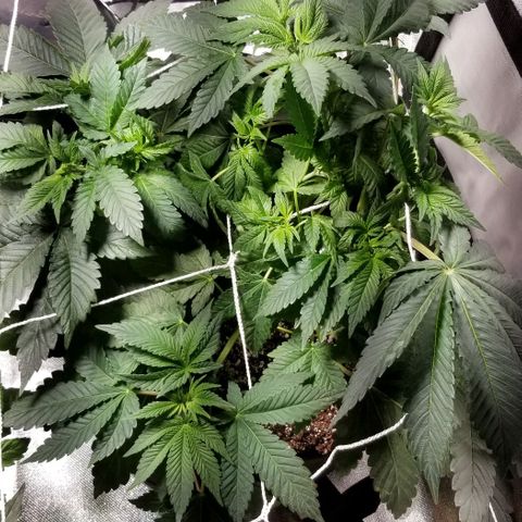 Quebec Blue (blue fire x grand daddy purple) growlog timeline photo