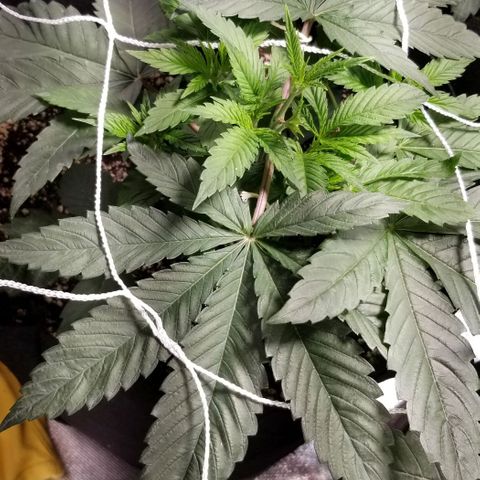 Quebec Blue (blue fire x grand daddy purple) growlog photo: Added b52 and started to get nute burn... advanced nutrients has tWo charts one shows Used b52 and got nute burn. Advanced nutrients has two charts. One shows b52 from start the other waits until flowering. Not good.