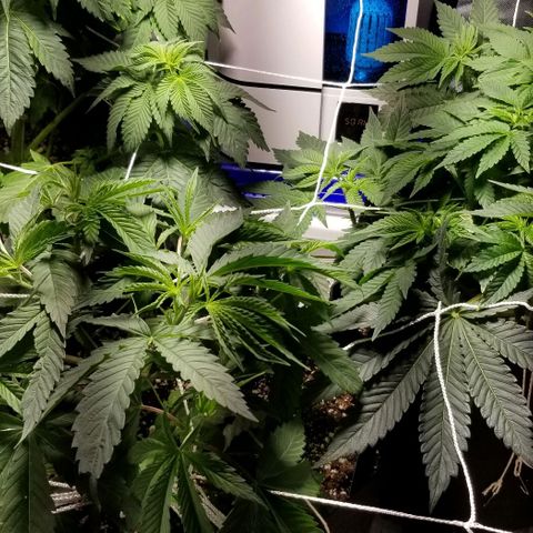 Quebec Blue (blue fire x grand daddy purple) growlog photo: New humidifier. % Coming back with comfortable range. 